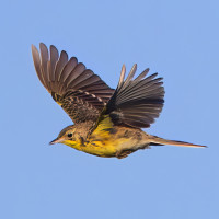 Yellow-breasted Pipit
